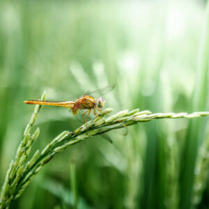 A dragonfly on a wheat stalk