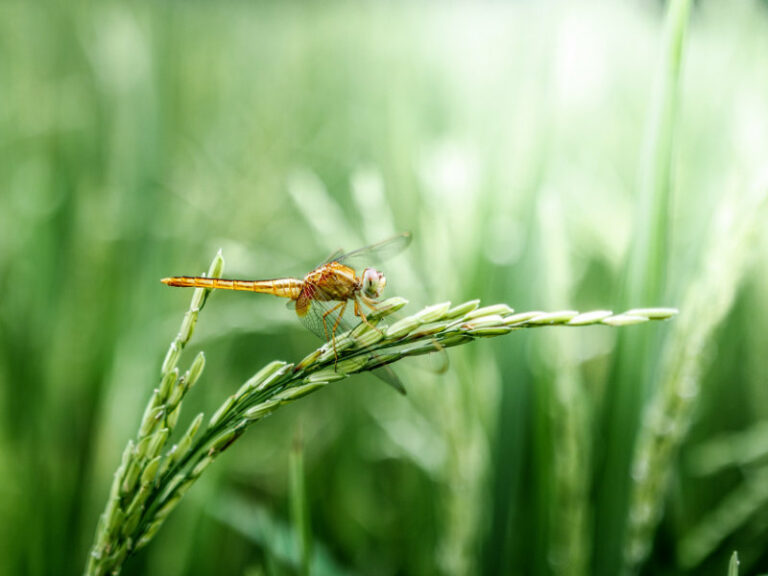 A dragonfly on a wheat stalk