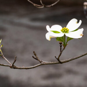 A New Year's Vision (dogwood blooming)