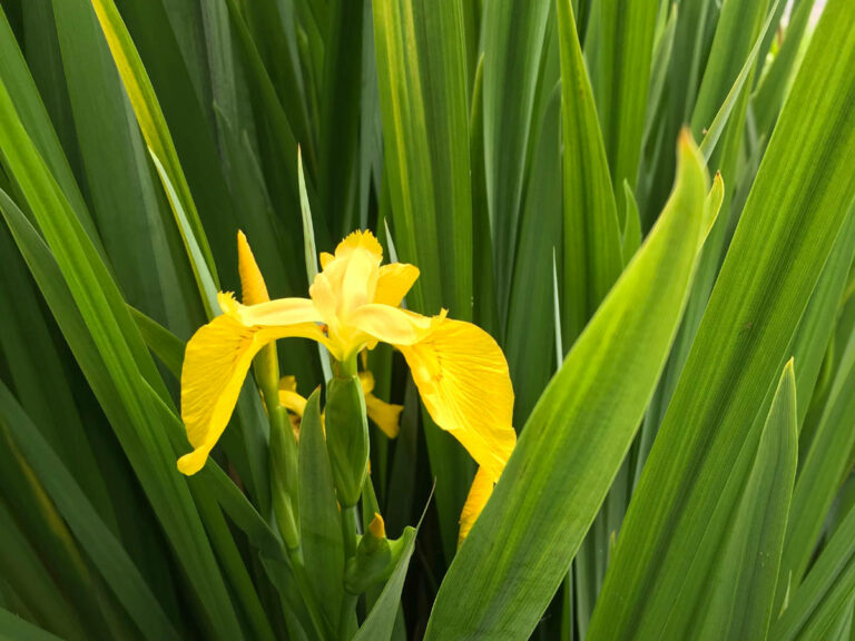 Beautiful yellow iris against luminous green leaves
