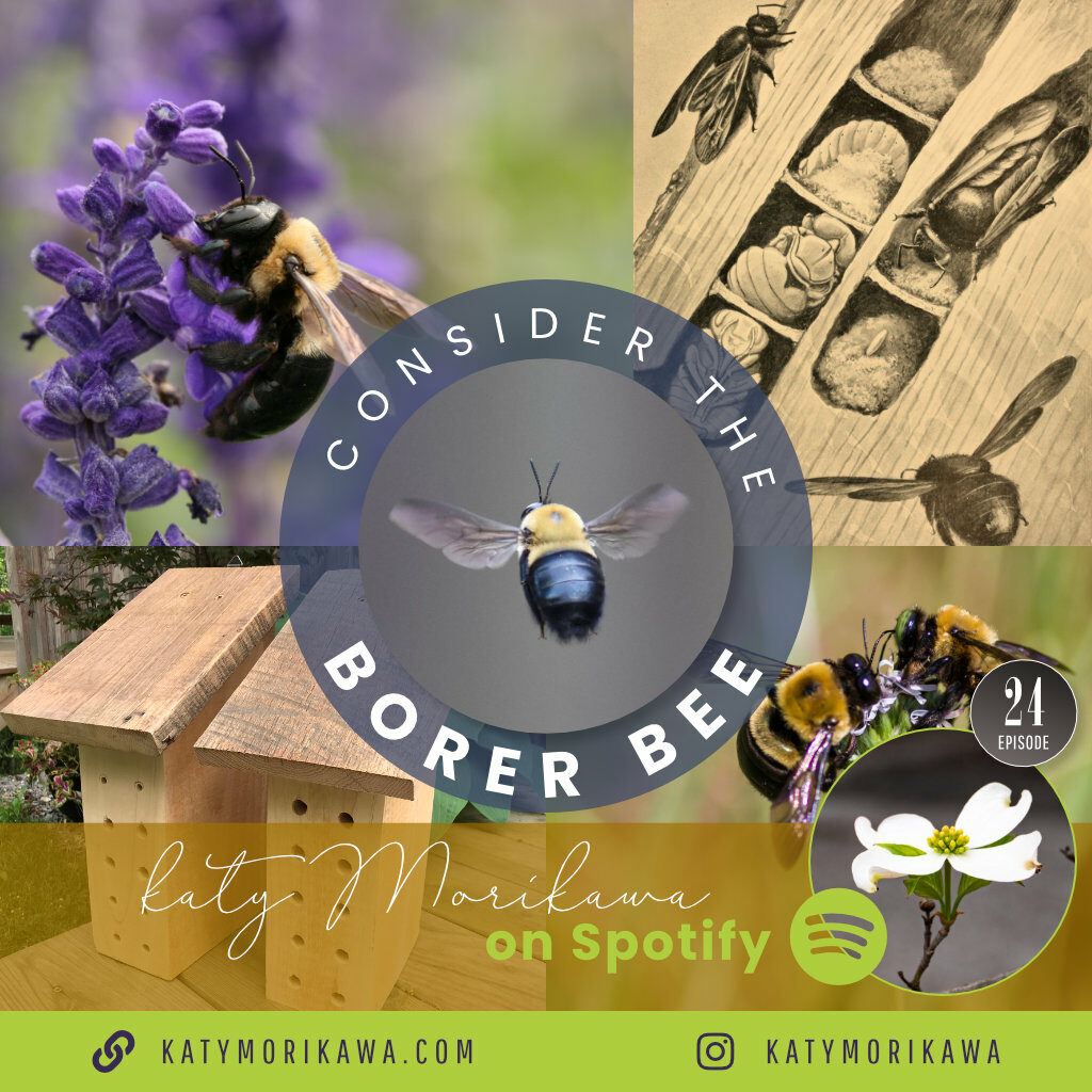 Episdoe 24, Consider the Borer Bee
