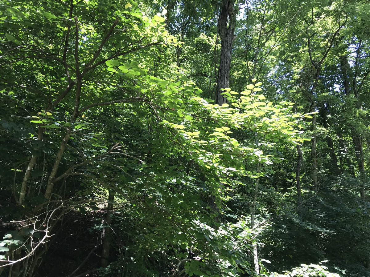 Witch hazel growing along a hickory oak forest beside a stream in Floyd, VA