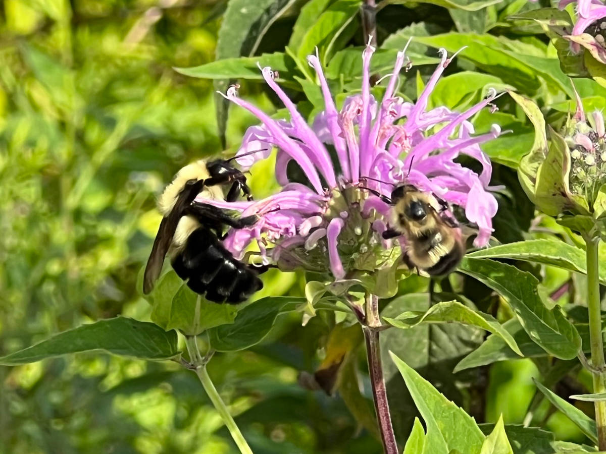 Native Virginia pollinator flower, Monarda fistulosa, with Xylocopa virginica mother and daughter feasting in tandem