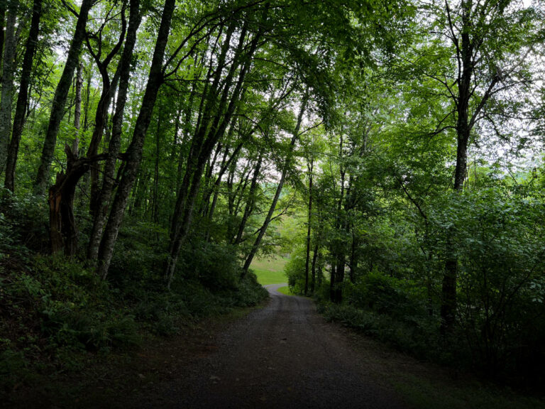 The bat hunting grounds: a lush forested driveway