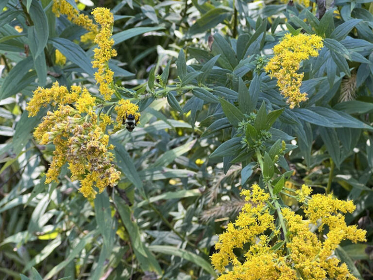Carpenter bee and goldenrod October 11, 2022