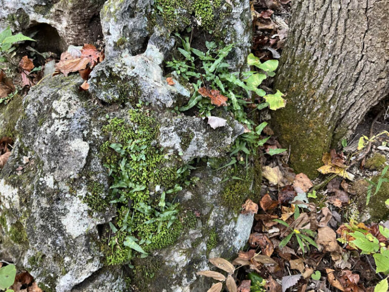 Walking fern on rock