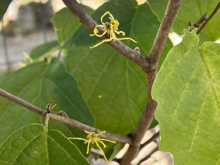 First bloom of the witch hazel Oct 9, 2022